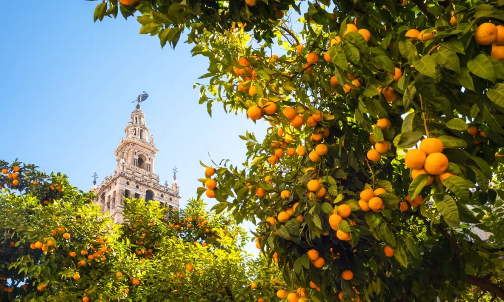 Seville oranges